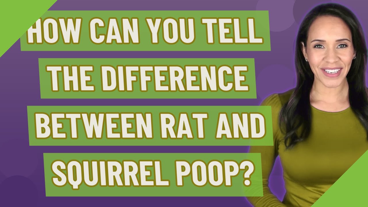 How can you tell the difference between rat and squirrel poop? YouTube