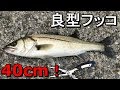 【若洲海浜公園】巨大魚祭り！シーバス40cmと59cmのあいつが…【2018.04.23】