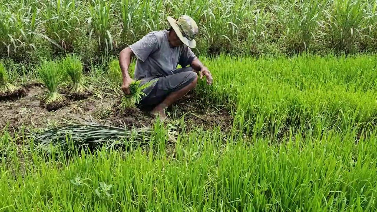 AMAZING RICE FARMING SKILL: PULLING SEEDLINGS BY HAND WITHOUT GLOVES - Agriculture Farming