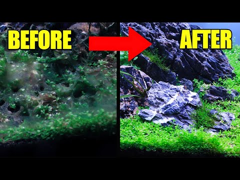 How to DESTROY Cyanobacteria/Blue green Slime Algae