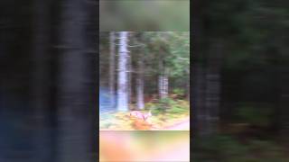 Hunting Deer in road perfect shot#DeerHunting #Hunting#Wildlife#nature