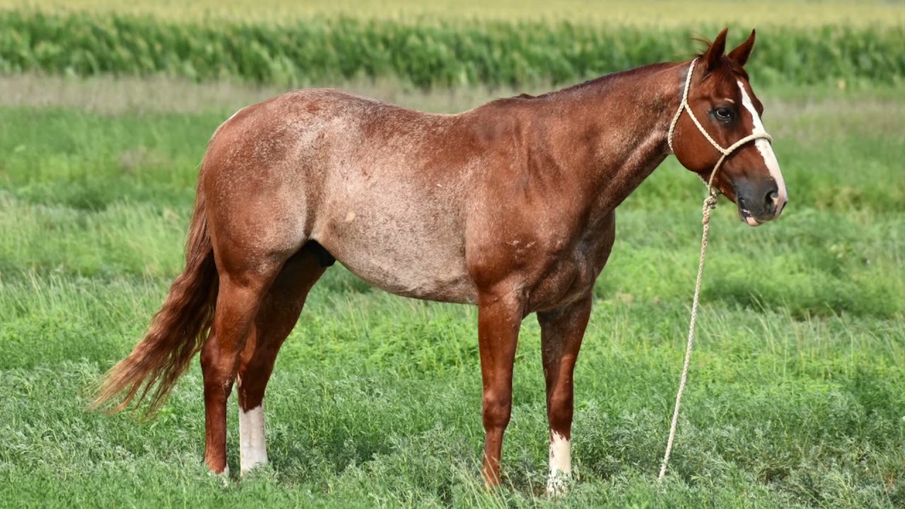 Smash Cat XIT Horse Sales, Dalhart, TX Aug. 7th, 2021 YouTube