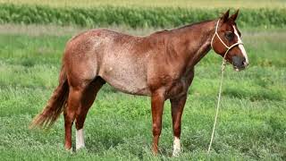 Smash Cat ~ XIT Horse Sales, Dalhart, TX Aug. 7th, 2021