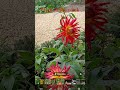 Plant of the week                  Dahlia cultorum Thorsrud #Dahlia #nature #communitygarden  #red