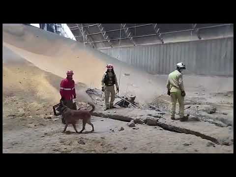 Bombeiros usam cães em buscas por desaparecido sob dez toneladas de milho no Paraná