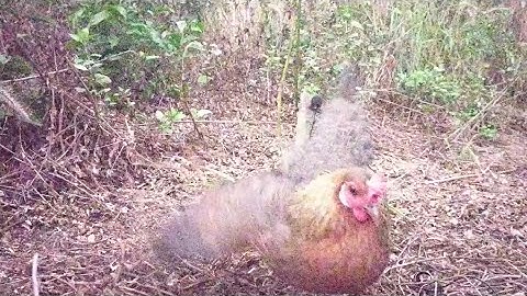 suab poj qaib qus tsauj thiab poj qaib qus see zoo heev