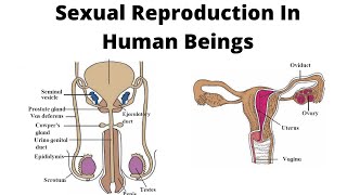 Sexual Reproduction in Human Beings 10th Std Maharashtra Board in Marathi
