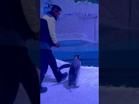 Penguins show at Ski Egypt