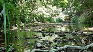 Nature Scenes From Stevens Creek 34