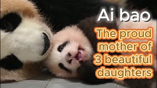When Ai bao Gave Birth To 3 Celebrities