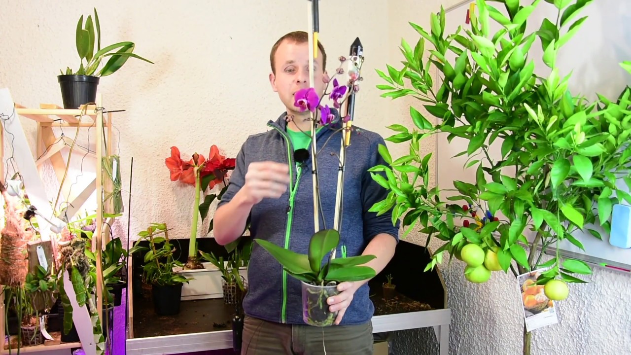 Orchideen-Blütentrieb richtig fixieren: Stab, Clip und Abstand