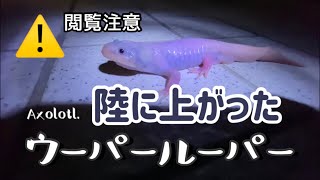 閲覧注意⚠️変態ウーパールーパー【リューシースティック】