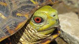 Kansas 2022 Day 3: Cheatin' With Turtles and Snakes in Oklahoma