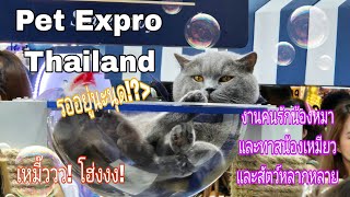 #ทาสแมว ไปดูน้องหมาแมวของคนอื่นกันมั้ย?!น่ารักๆๆ งาน#Pet Expro Thailand #สัตว์เลี้ยงน่ารัก