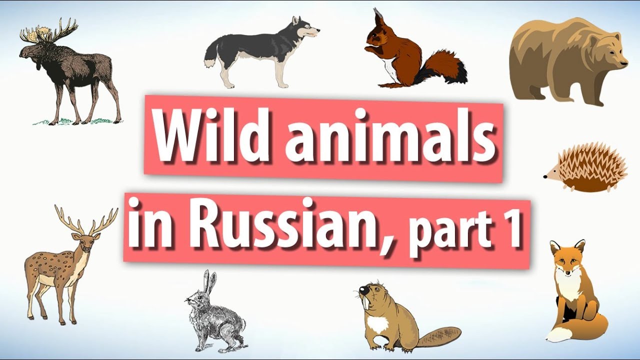 Wild animals in Russian. Part 1. - YouTube