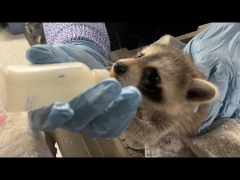 Refuge works to preserve local wildlife in New Jersey by 6abc Philadelphia