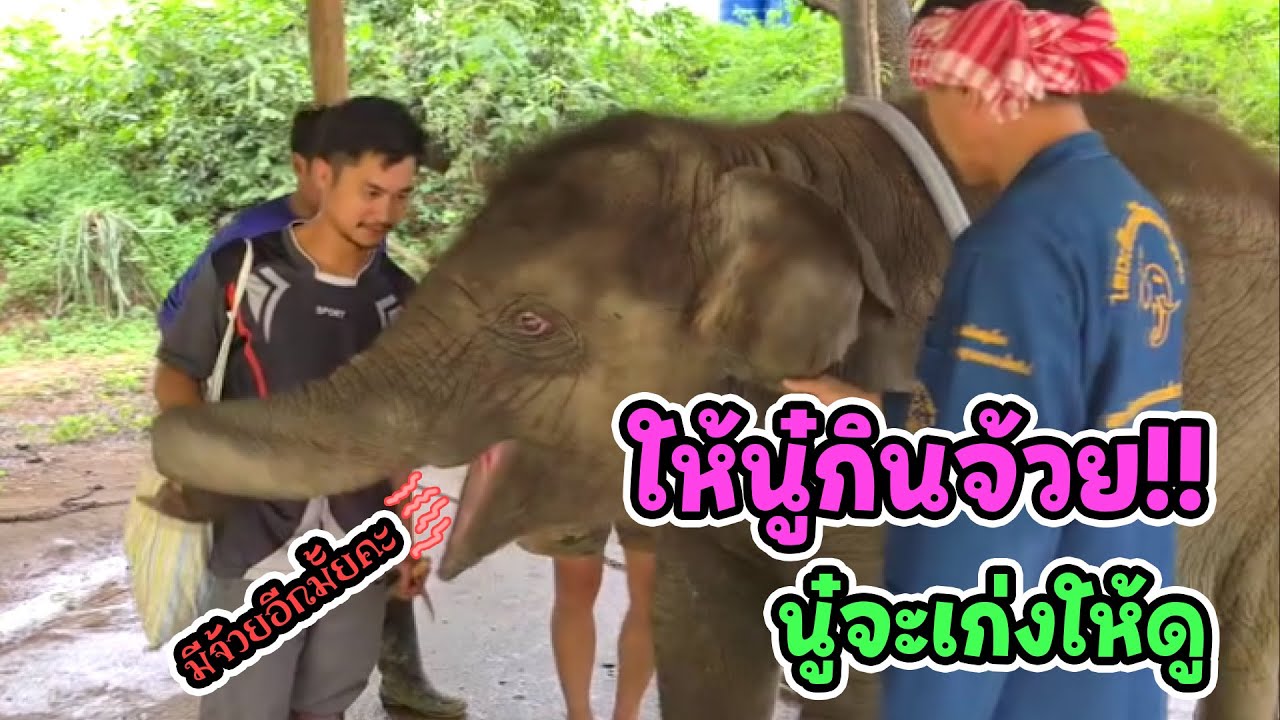 อัพเดท ส้มจุกมีนา : เก่งแลกกล้วย เอ๊!!!อย่างไร ไหนดูสิ