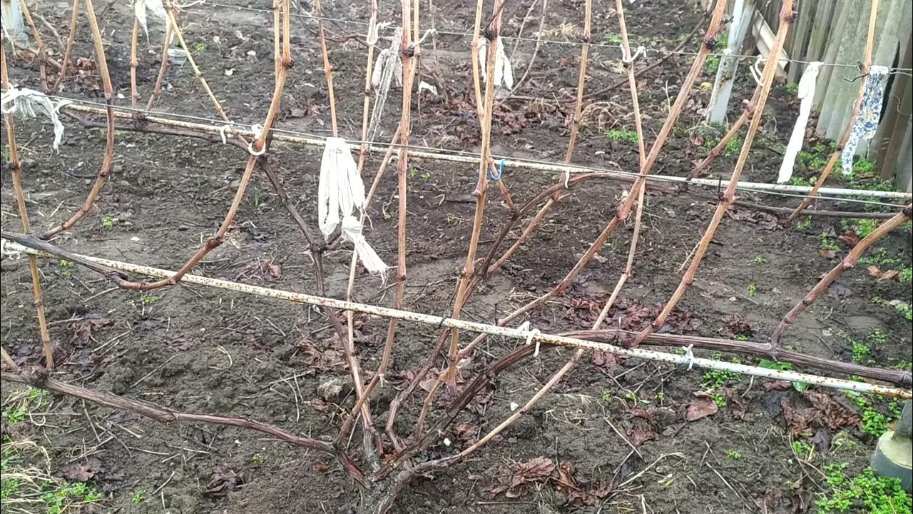 18 января 2025 г. виноград Зоренька Херсон 👍🍇🇺🇦 - YouTube