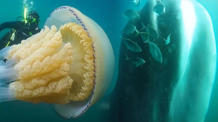 Unbelievable Giant Sea Creatures Caught On Camera