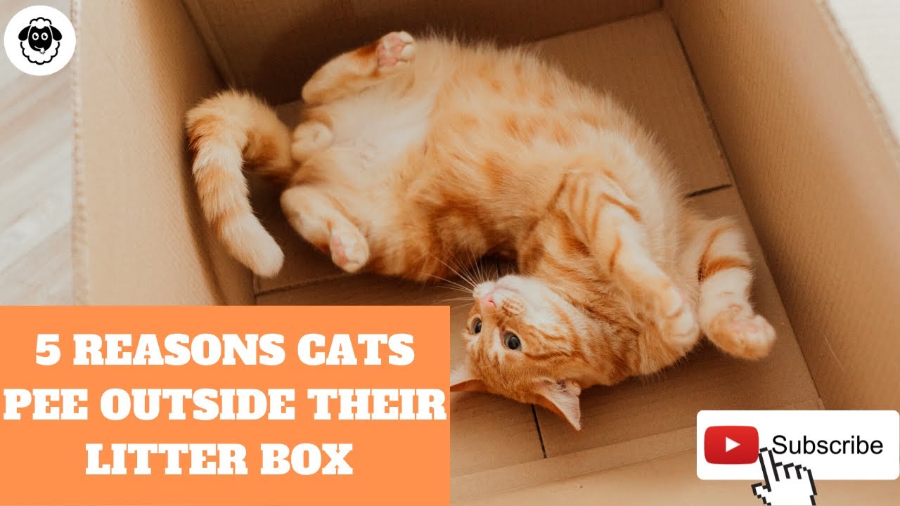 5 Reasons Why Your Cat Is Peeing Outside The Litter Box? YouTube