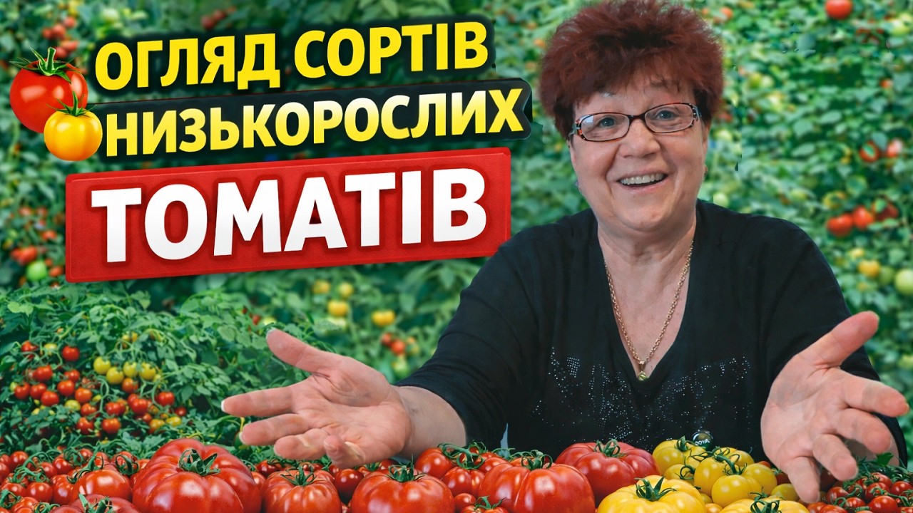 Найурожайніші низькорослі томати — мій вибір.