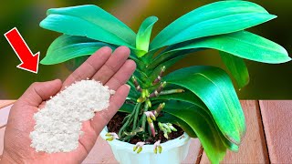 Sprinkle 1 spoon! Orchids produce 1001 new roots and flowers instantly!