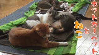 （秋）猫とホットカーペット　（Cats with hot-carpet）