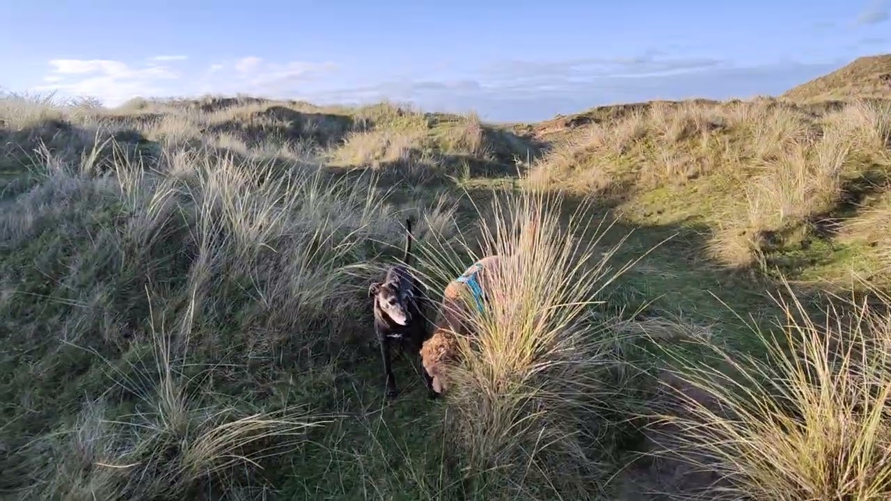 A walk along the ridges of sand dunes at Sandscale Haws (Roanhead) Barrow