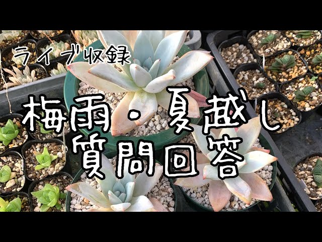 【多肉植物】梅雨・夏越し質問回答【ライブ収録】