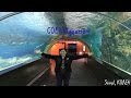 Amazing Adventure at the COEX Aquarium in Seoul