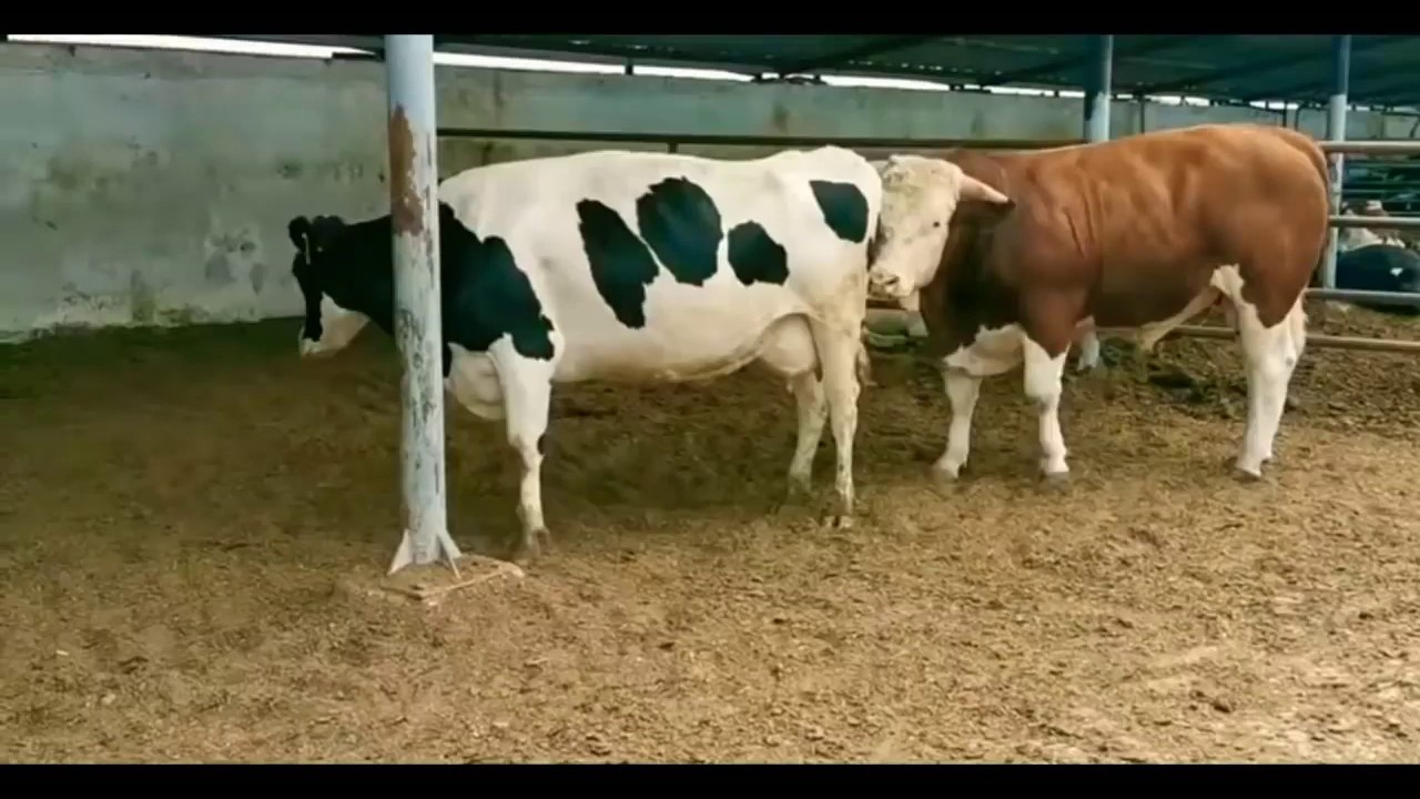 Bull and Cow meeting try first time today YouTube