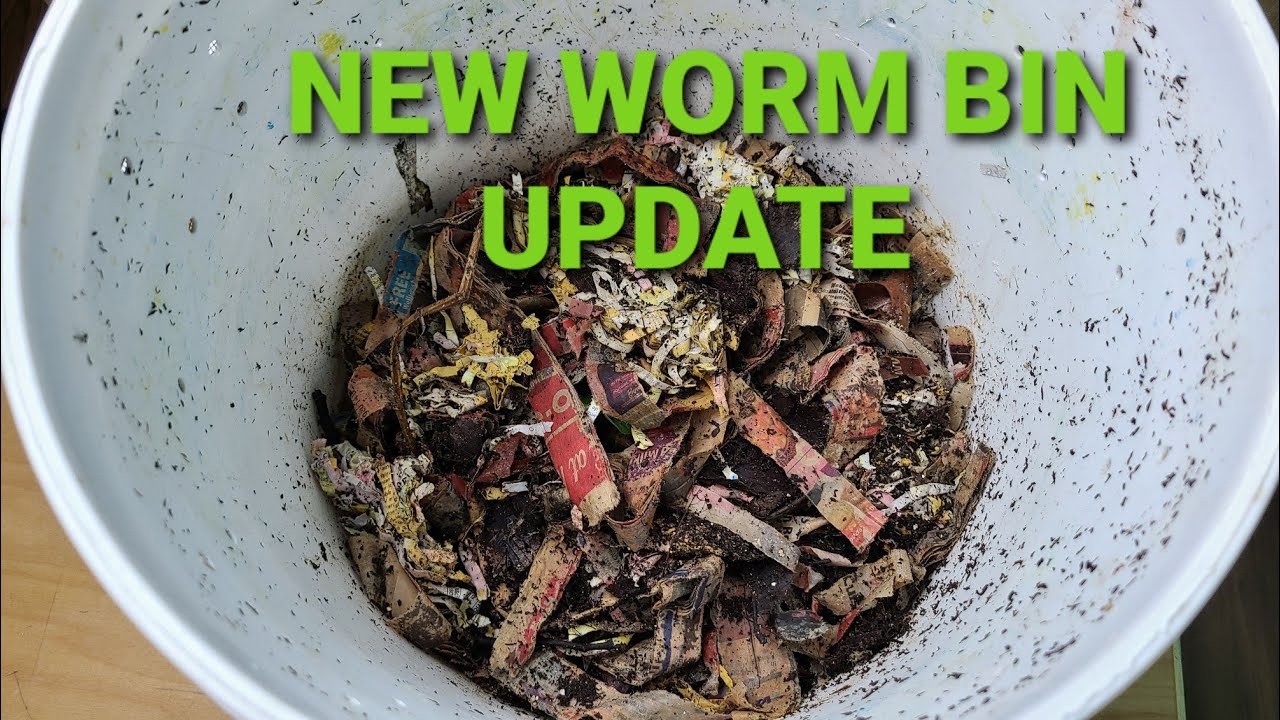 New Worm Bin Update | Worm Farm