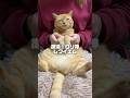 【猫ダンス🐾/粛清!!ロリ神レクイエム】 #cat #猫 #shorts
