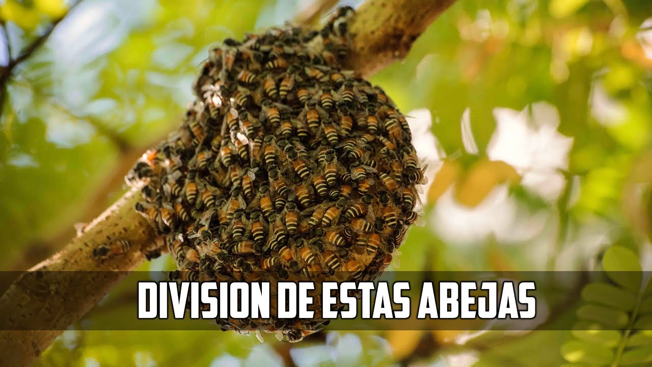 Abejas que hacen nido en la tierra