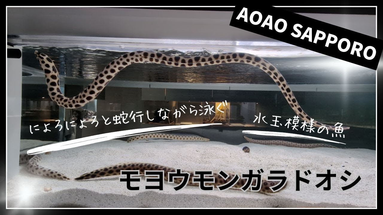AOAO SAPPORO】にょろにょろと蛇行しながら泳ぐ水玉模様の魚✨モヨウ
