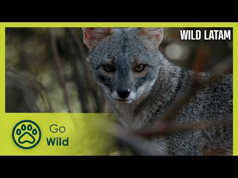 The Andes: Ecuador, Peru, Bolivia | Wild LATAM 9/10 | Go Wild