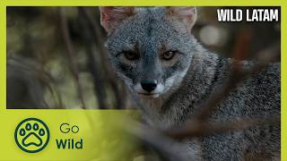 The Andes: Ecuador, Peru, Bolivia | Wild LATAM 9/10 | Go Wild