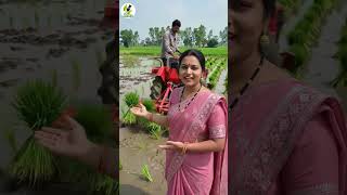High Quality Basmati Rice Renowned For Its Delicate Aroma n Fluffs Texture #basmatirice #cultivation