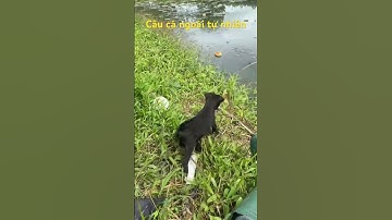 Câu cá rô đồng ngoài tự nhiên #fishing #fish #shortvideo