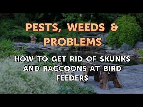 How to Get Rid of Skunks and Raccoons at Bird Feeders - YouTube