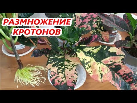 КОДИЕУМ КРОТОН 🌺 РАЗМНОЖЕНИЕ в ВОДЕ