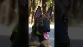 😍Hello friends, look at the beautiful photos I took😍😘😍#shorts #malinois #tiktokvideo