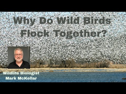 Why Do Wild