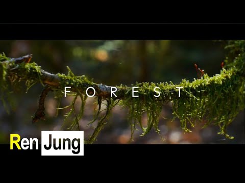 FOREST  Cinematic Video SelflessLove