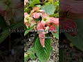 Mussaenda flower in full bloom 🌸Do you have this in your home?”#aesthetic #plants #flowers