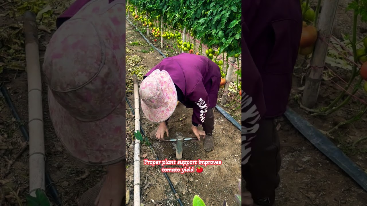 Smart Tool for Tomato Plant Support