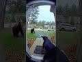Heroic Dog Fires Shots to Save Baby from Bear! 🐶🔫👶🐻