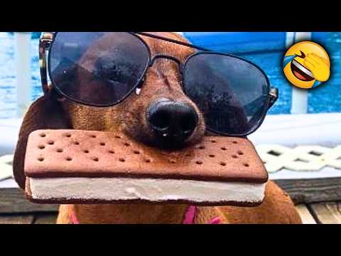 FUNNIEST CATS AND DOGS VIDEOS 2026😻🐶Most Hilarious ANIMALS EVER🤣
