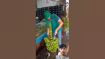 Lí do sao lại ngâm chuối vào nước #farming #fruit #easyfarming #farm #shortsfeed #viralvideo #farmer