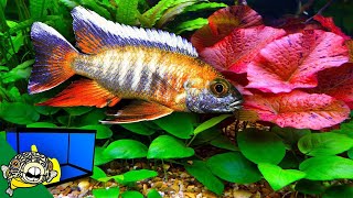 Planted African Cichlid Tank  How To